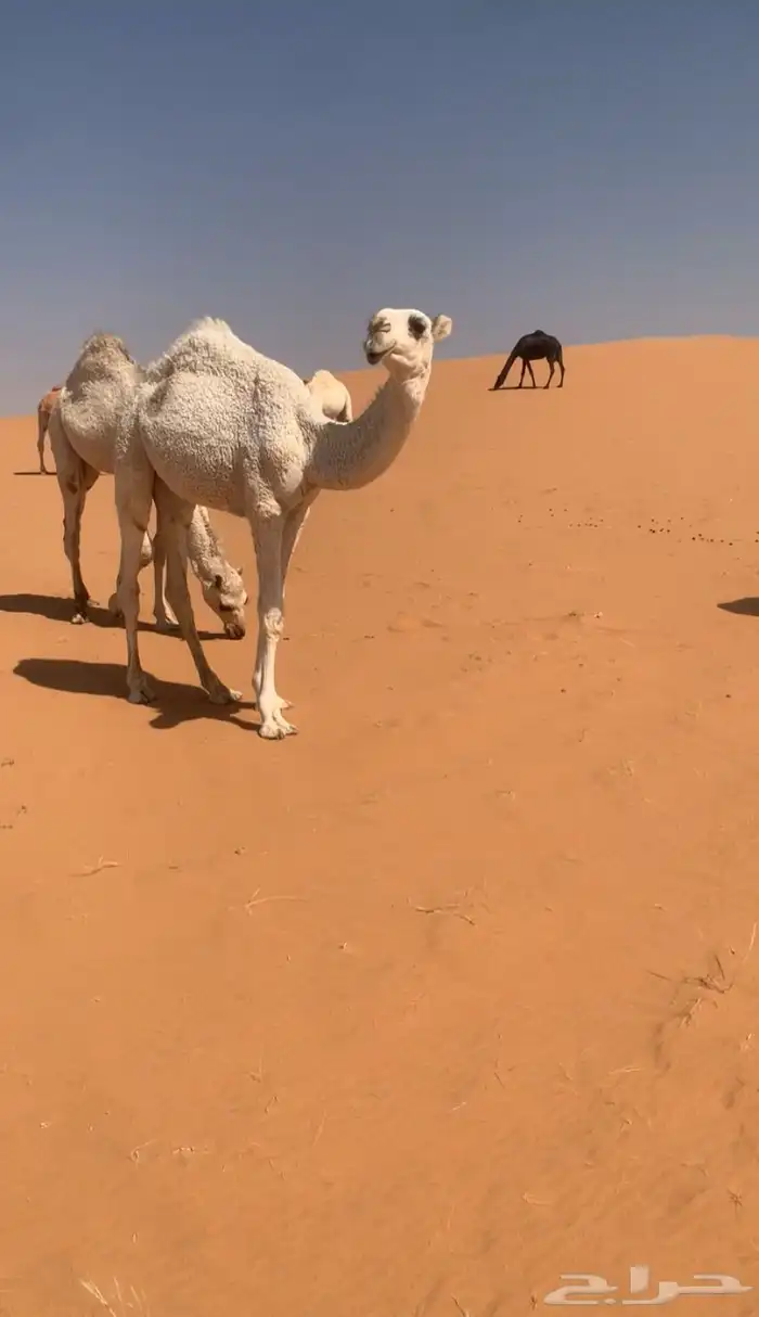 بكره وضحا كفو 2