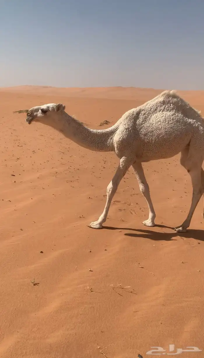 بكره وضحا كفو 3