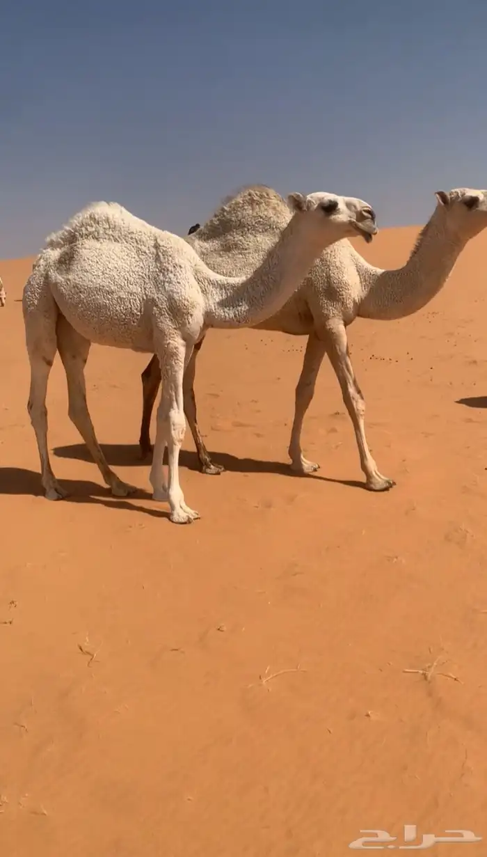 بكره وضحا كفو 0