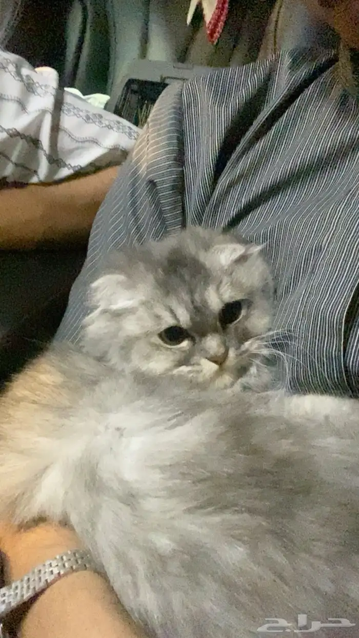 قطوه انثى سكوتش همالايا 0