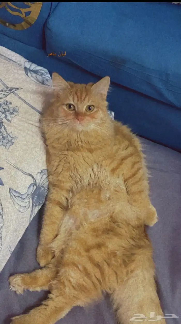 قطط 1