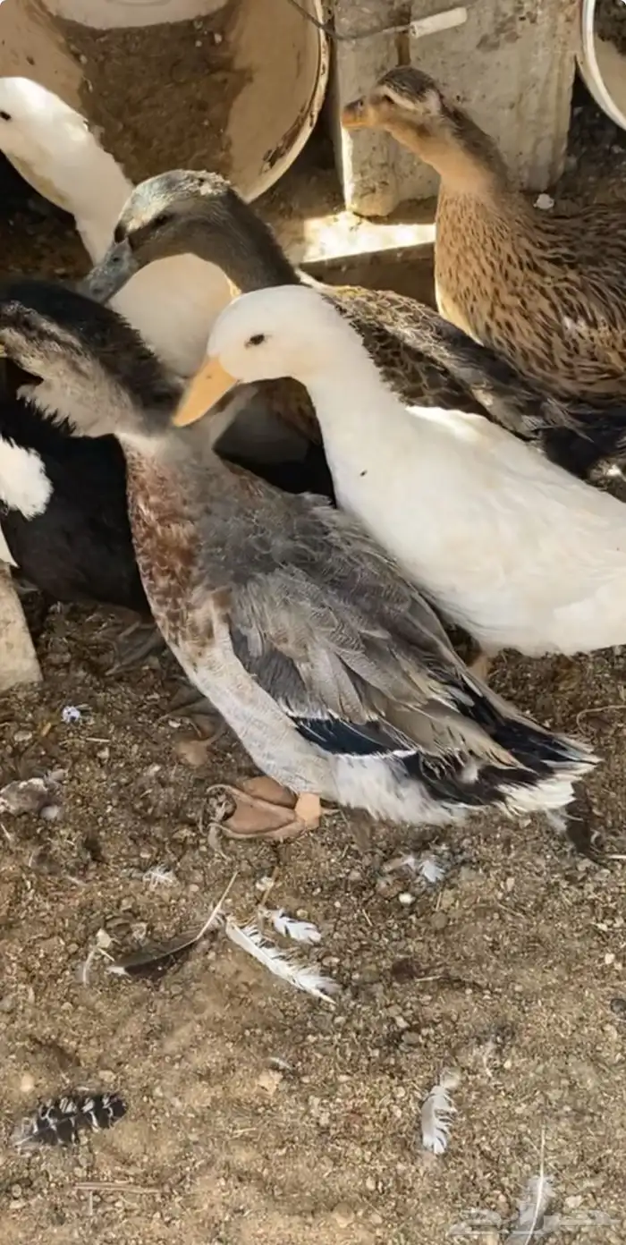 بط بكيني 0