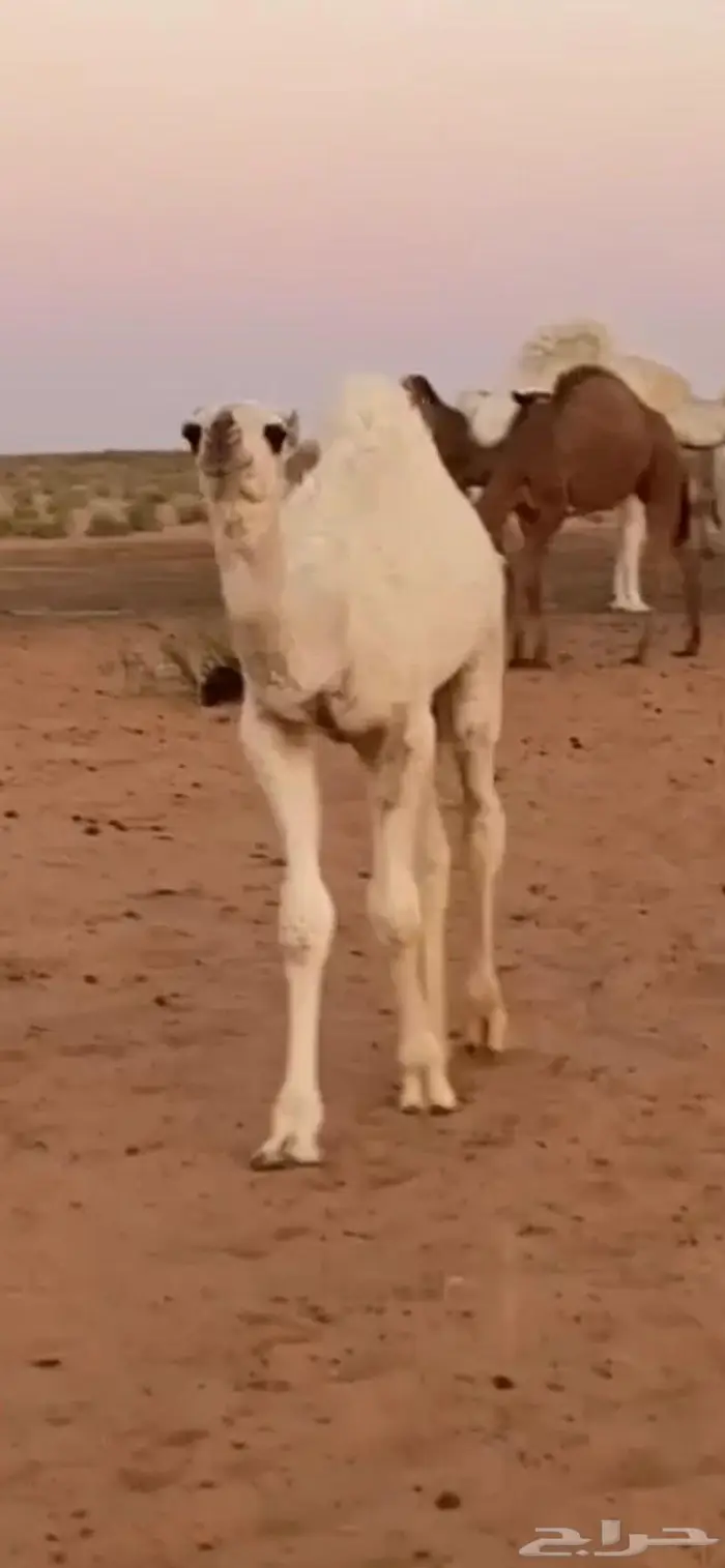 جمل للبيع 2