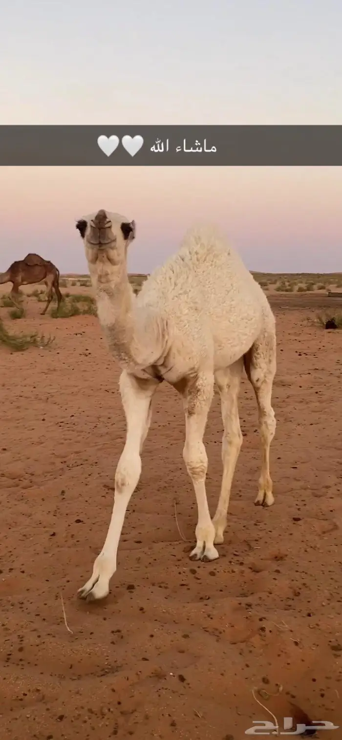جمل للبيع 3