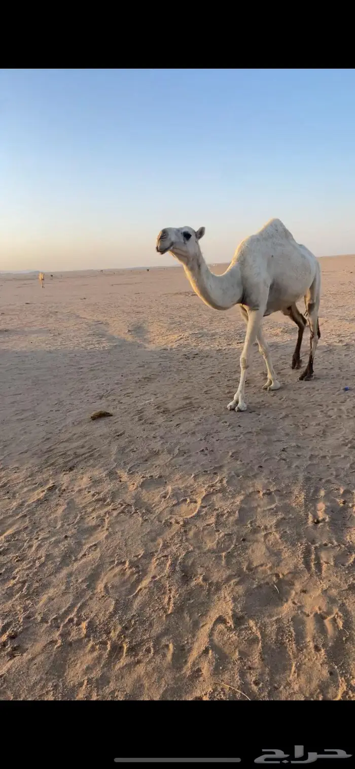 بكره باتليه 0