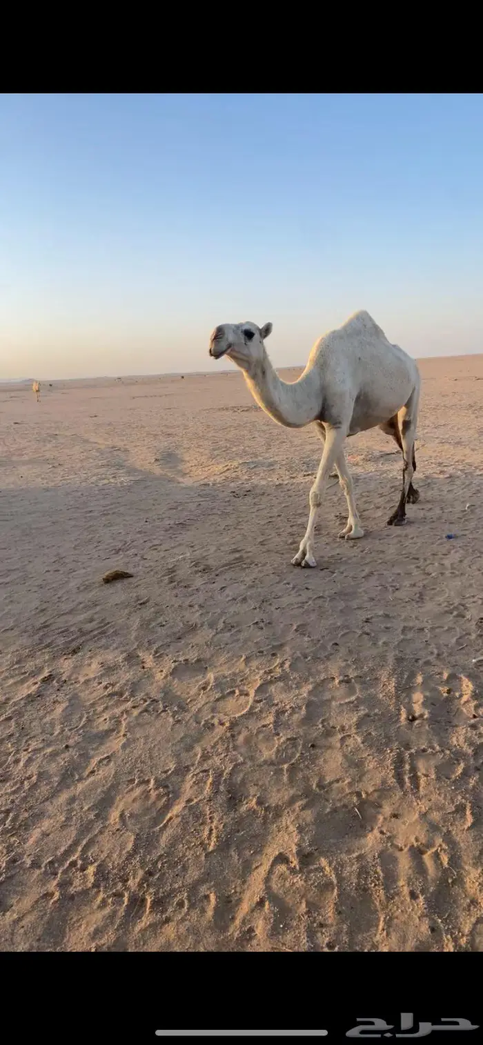 بكره باتليه 1