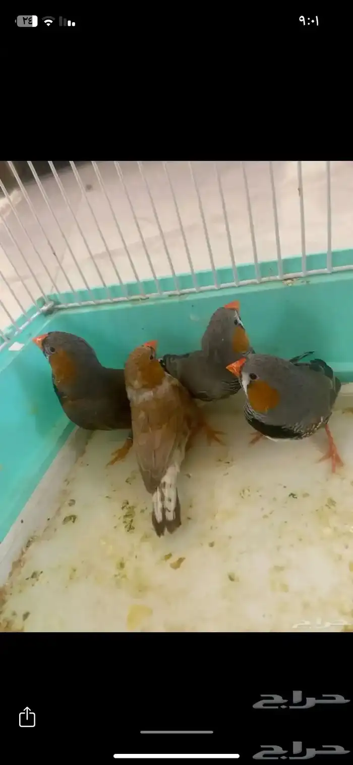 4 زيبرا البيع مستعجل 2
