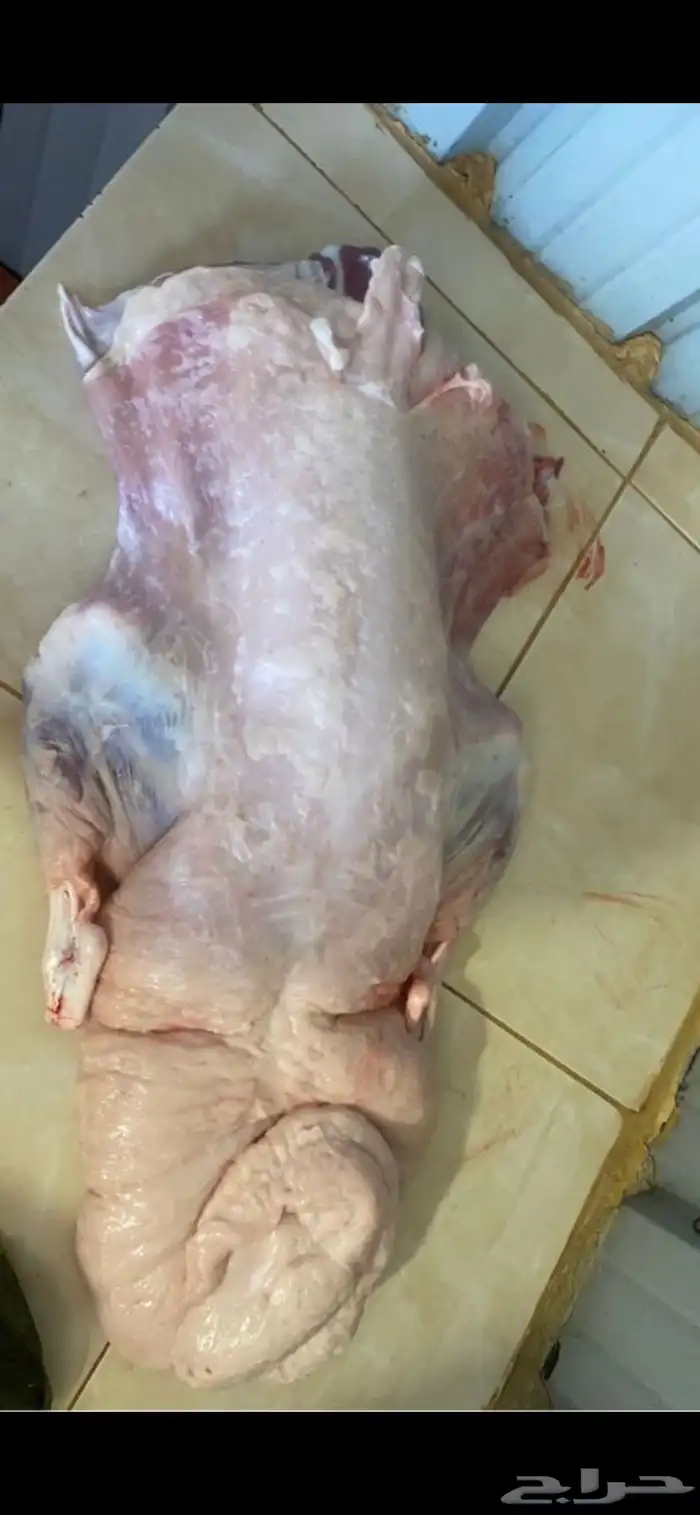 ذبايح مع خدمة الذبح والتوصيل 6