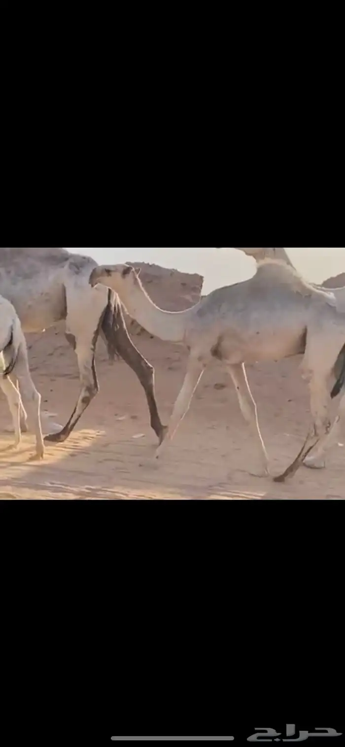 قعود مشروع فحل اشقح للبيع.القناي الله يرزقه 0