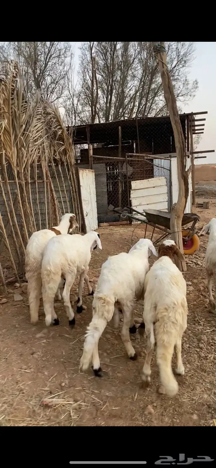 للبيع عدد 5 خرفان سواكن نظيفة 0