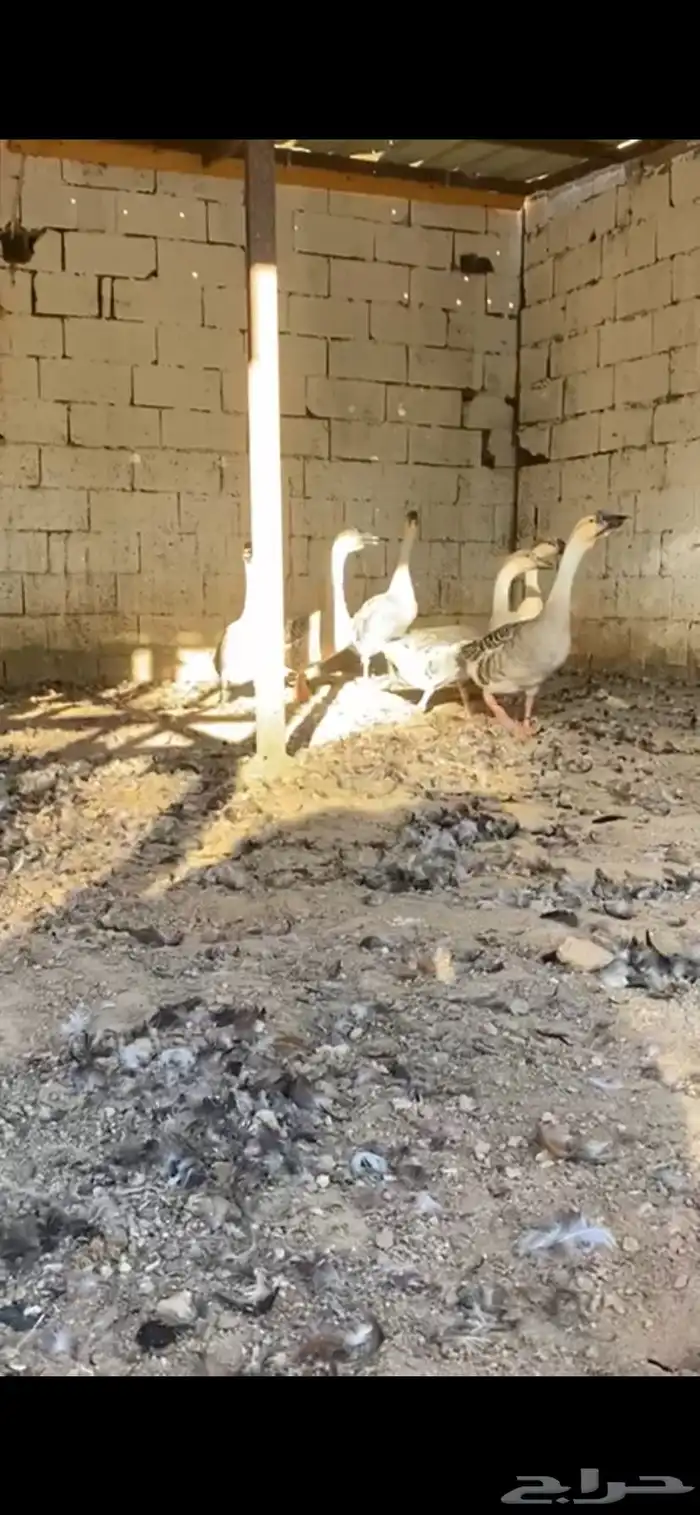 وز عراقي 4
