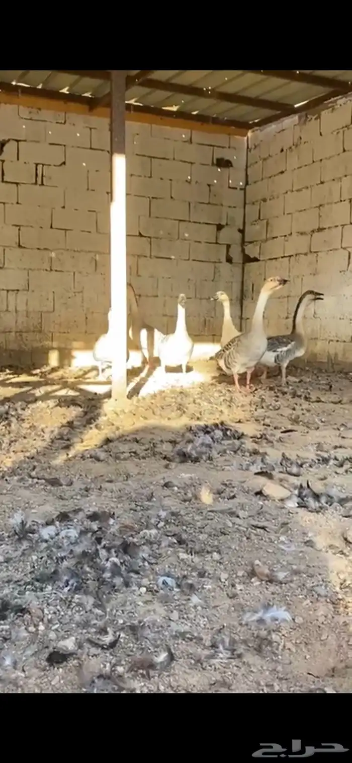 وز عراقي 6