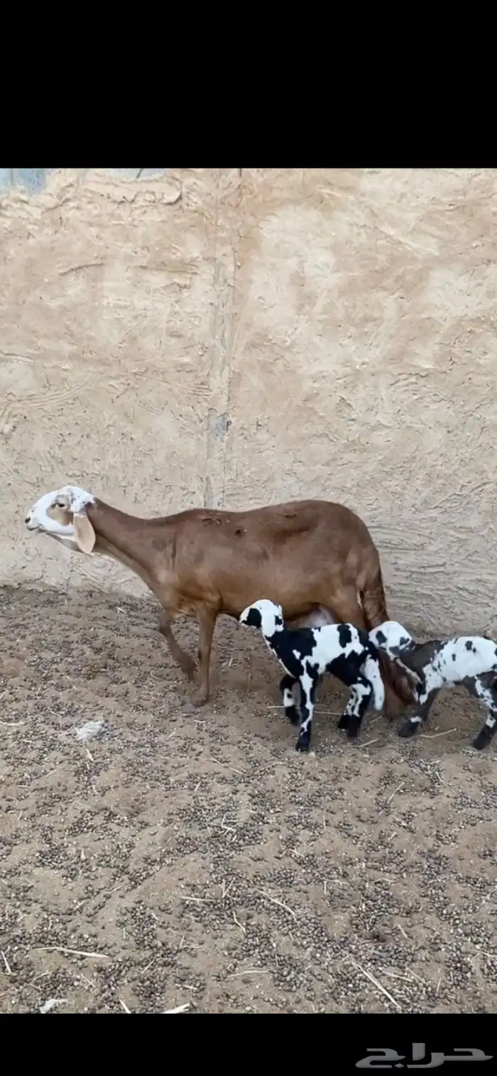 ساكليه خصم متبع تحتها خرفان 0