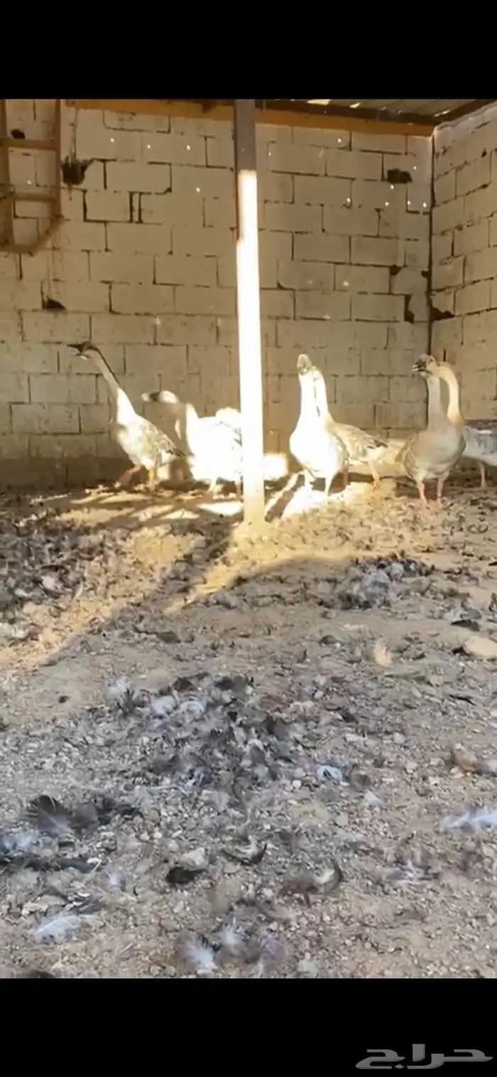 وز عراقي 5