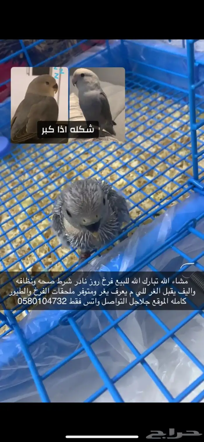 فرخ روز نادر 4
