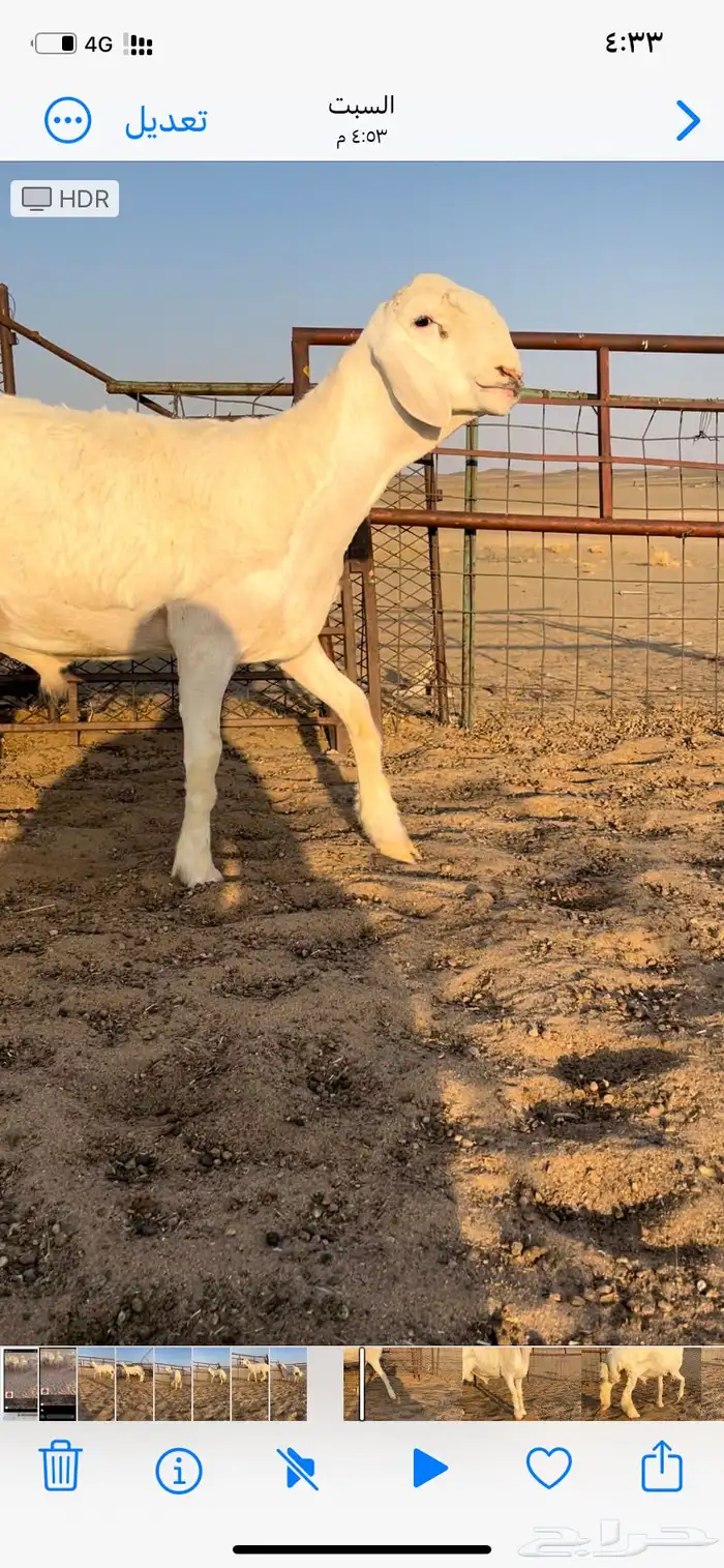 طلي صنف ابوه من حلال متعب عيضه 7