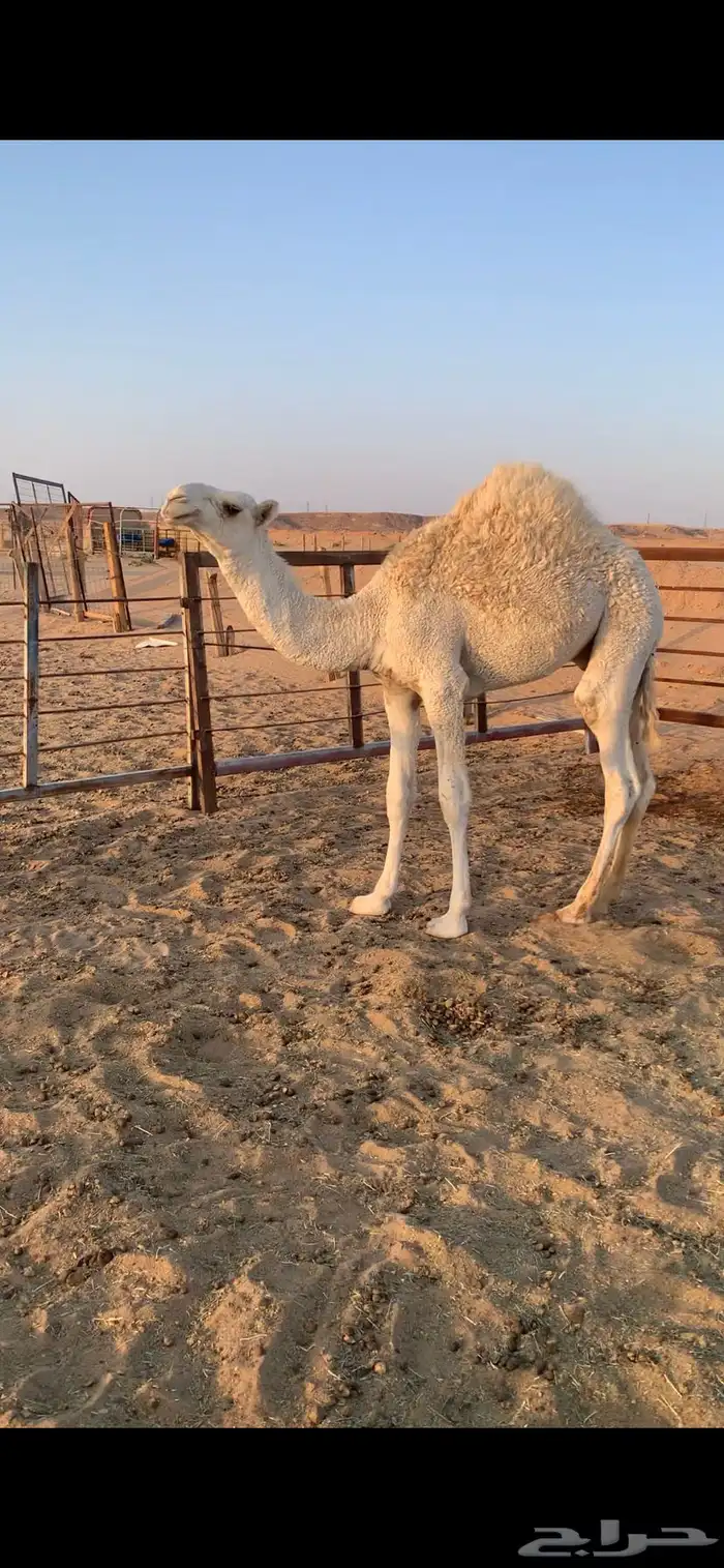 قعود للبيع 0