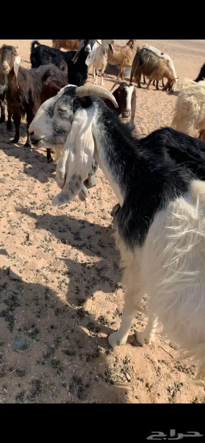 معزا دفيع مشاريك 3