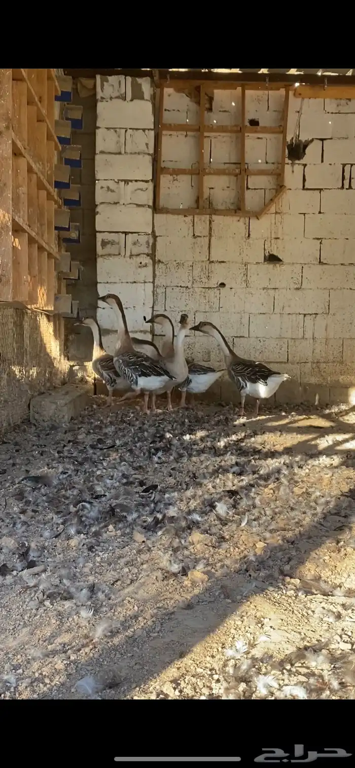 وز عراقي 8