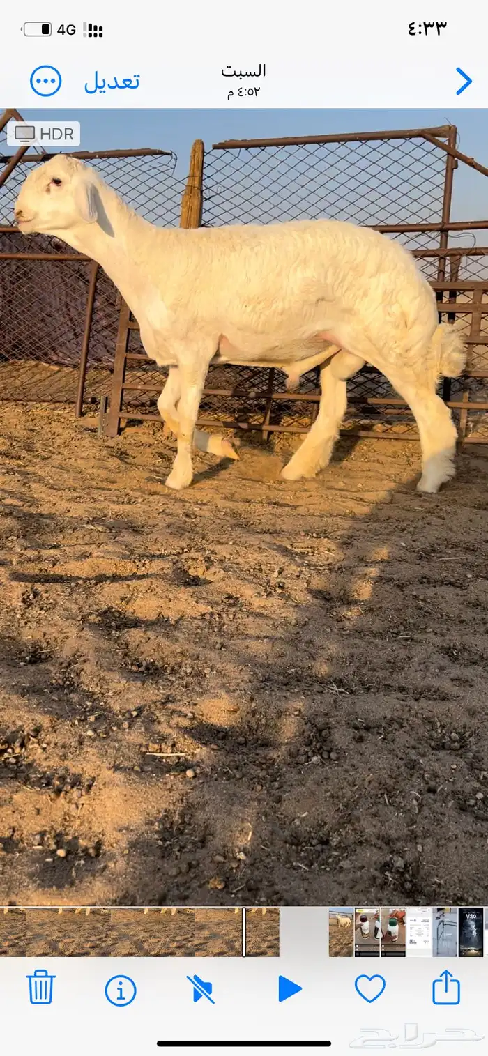 طلي صنف ابوه من حلال متعب عيضه 9