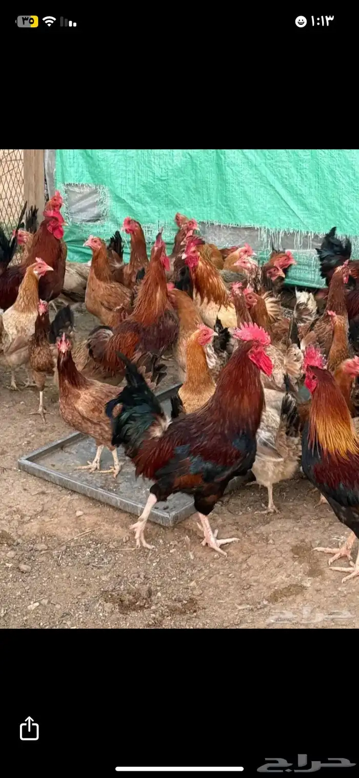 بيض بلدي مخصب اكل وفقاسه 0