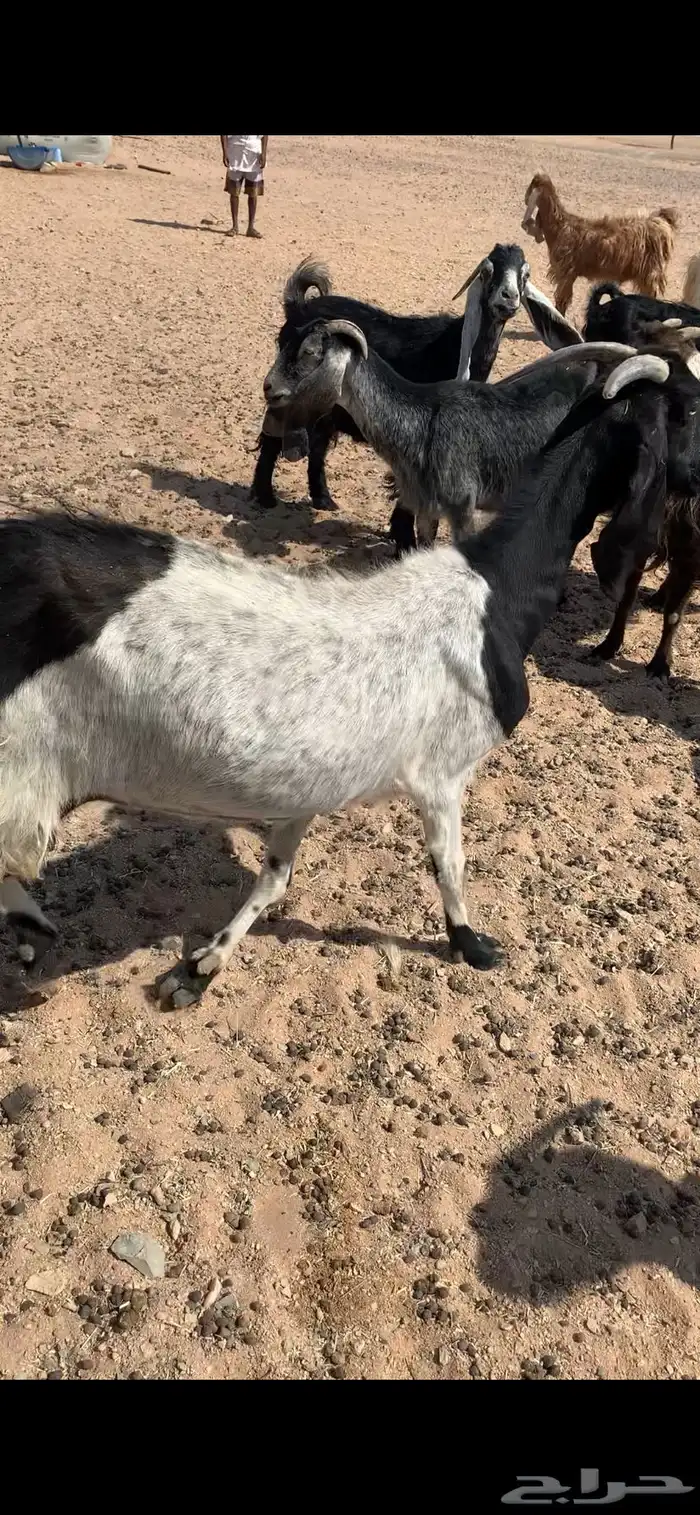 معزا دفيع مشاريك 4