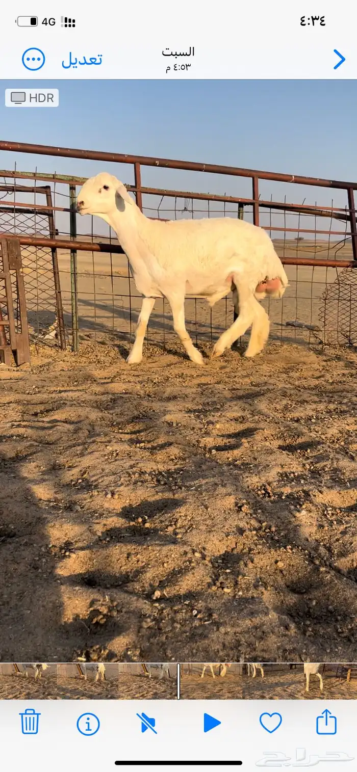 طلي صنف ابوه من حلال متعب عيضه 5