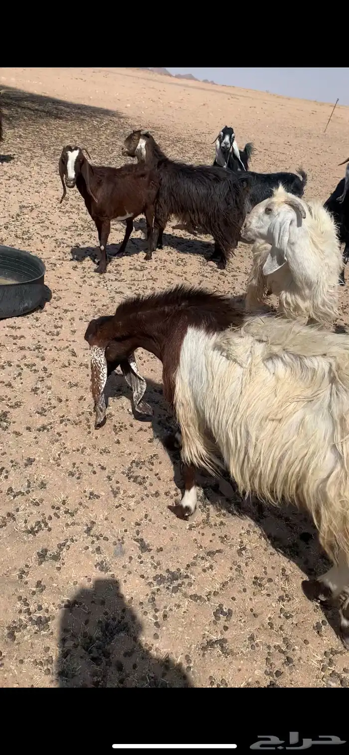 معزا دفيع مشاريك 0