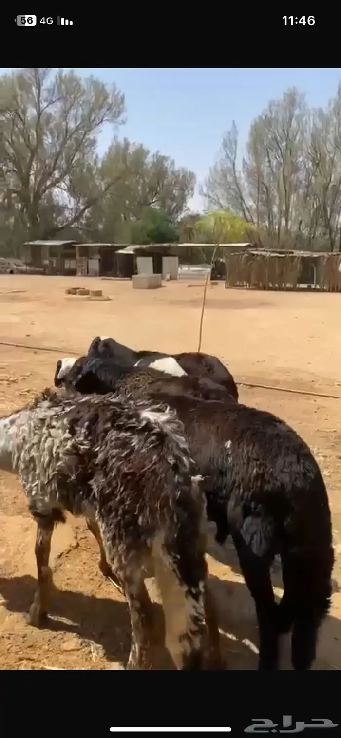 5 خرفان سواكن طيبة للبيع 3