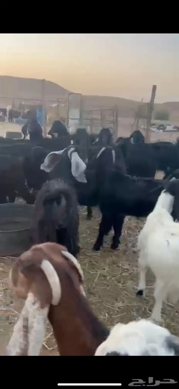 معزا عوارض للبيع 1