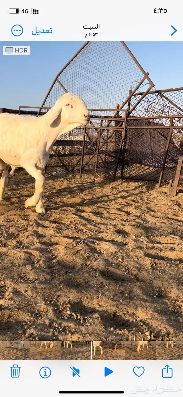 طلي صنف ابوه من حلال متعب عيضه 1