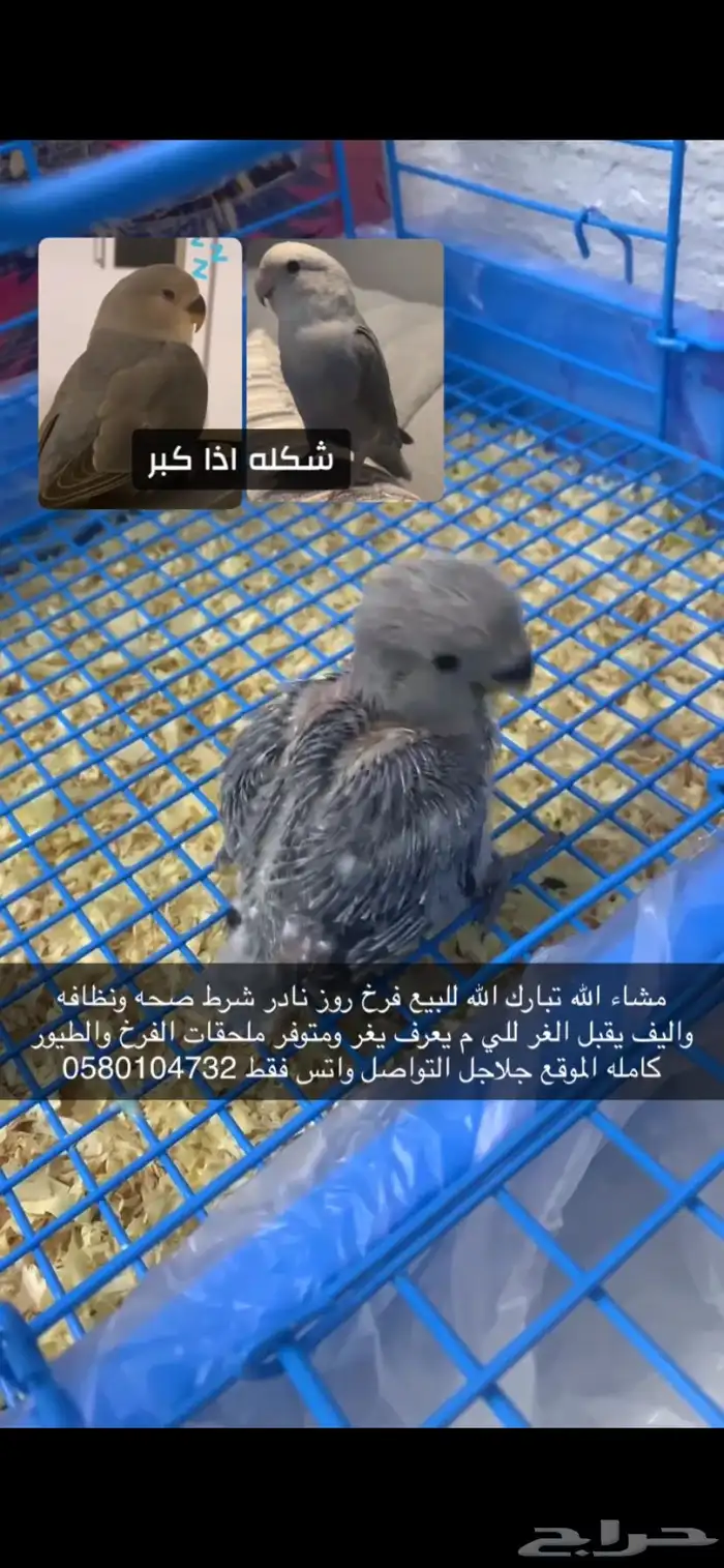فرخ روز نادر 2