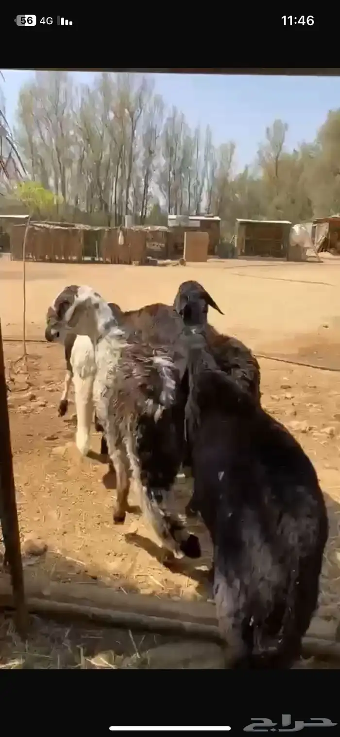 5 خرفان سواكن طيبة للبيع 2