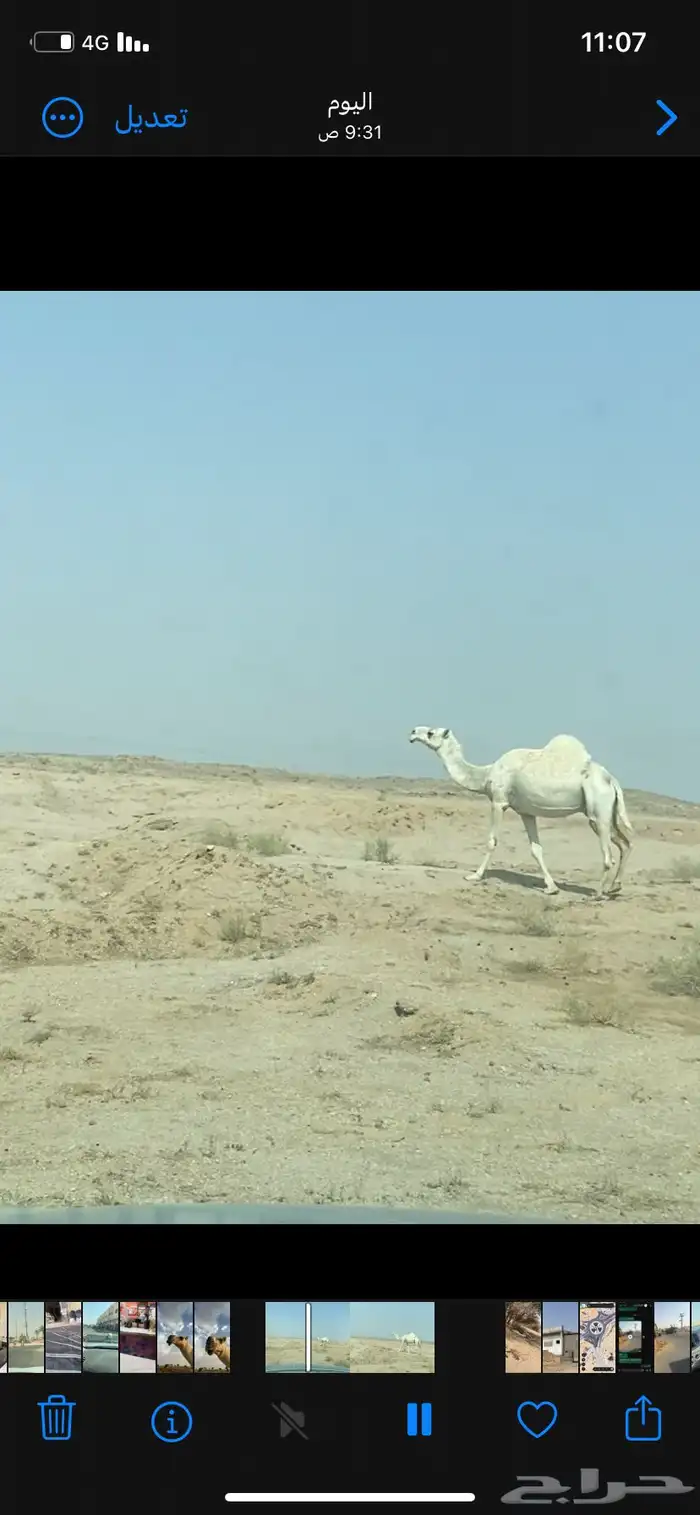 ضريبة وضحى 0