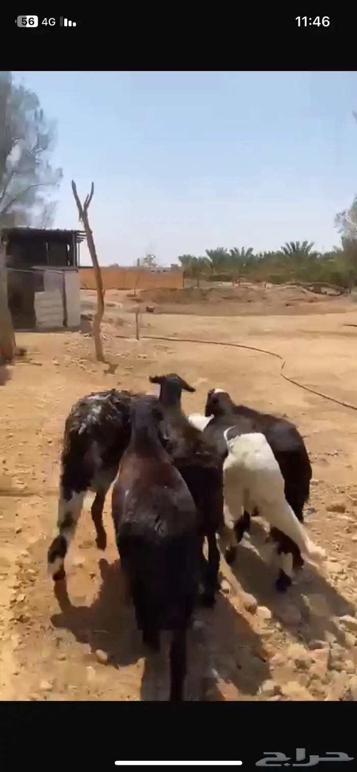 5 خرفان سواكن طيبة للبيع 0