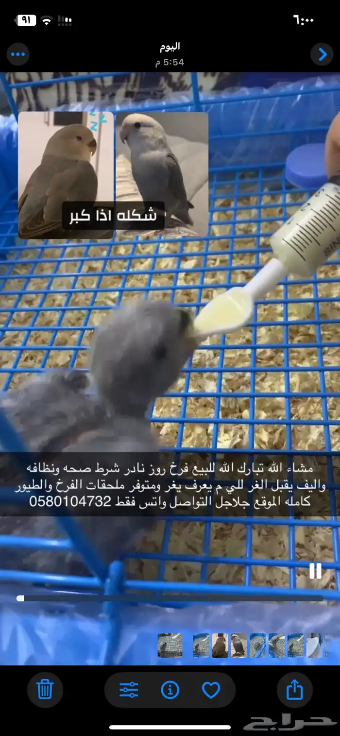 فرخ روز نادر 0