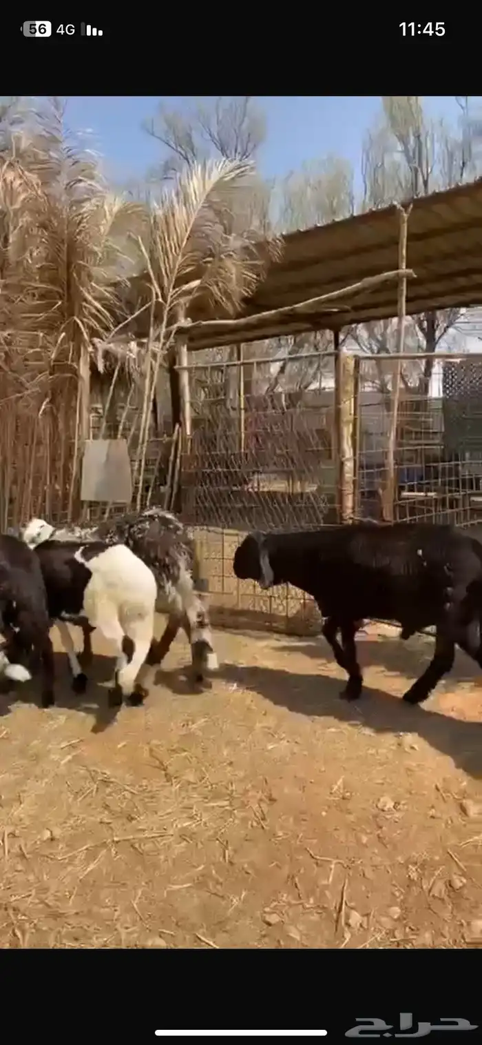 5 خرفان سواكن طيبة للبيع 1