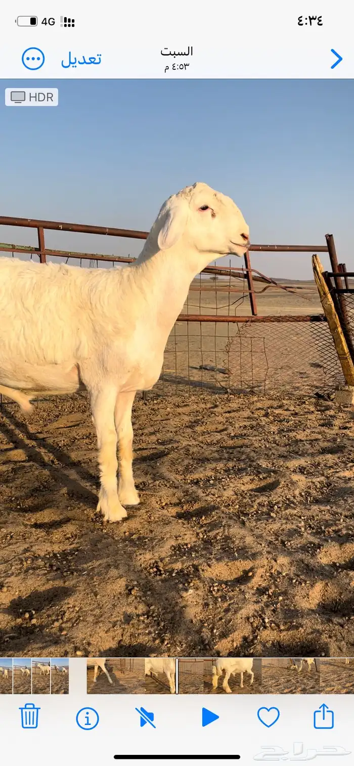 طلي صنف ابوه من حلال متعب عيضه 6