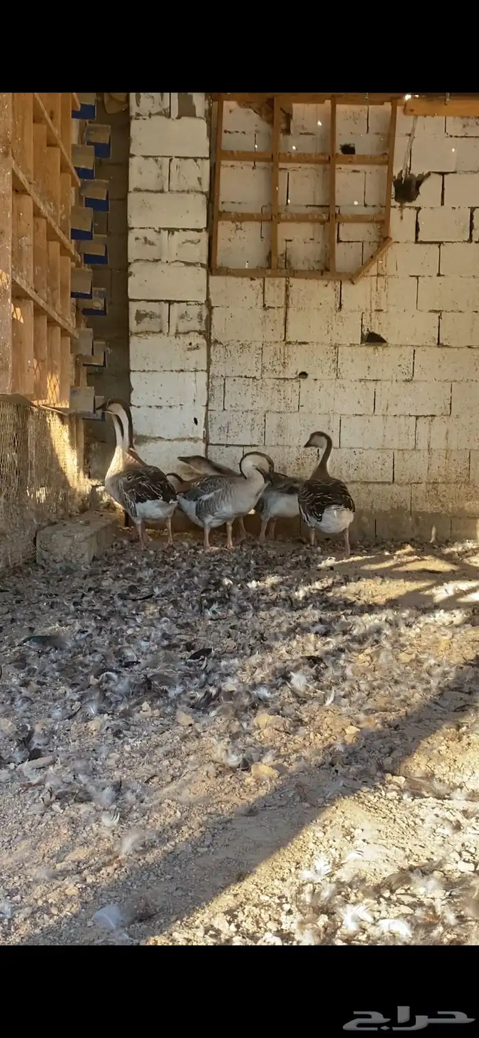 وز عراقي 1