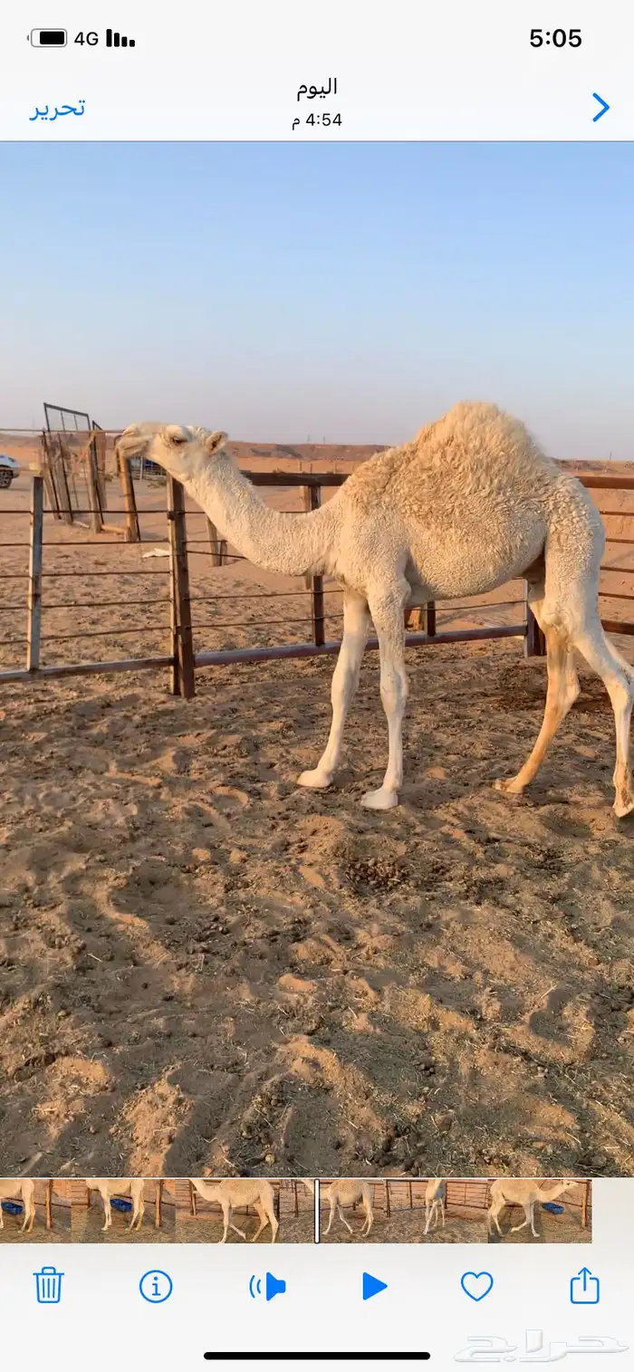 قعود للبيع 1