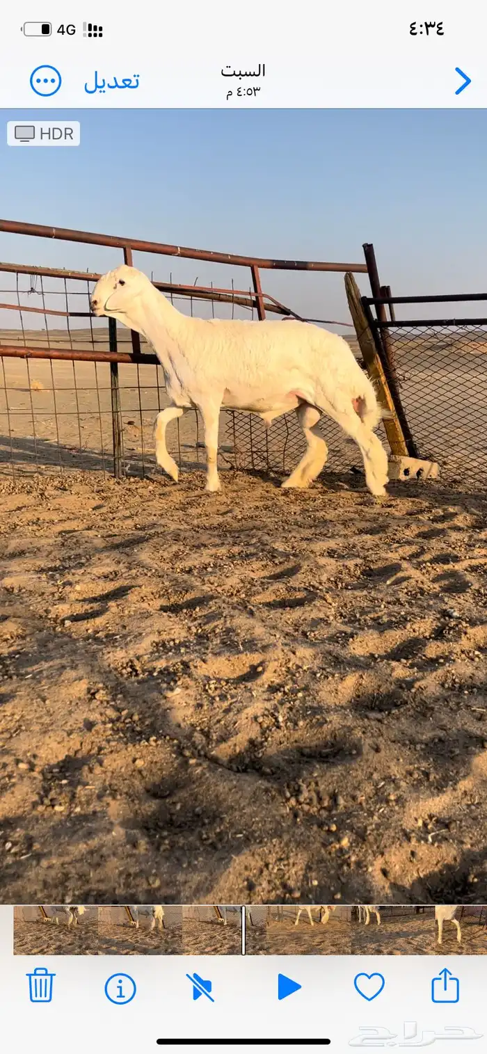 طلي صنف ابوه من حلال متعب عيضه 3