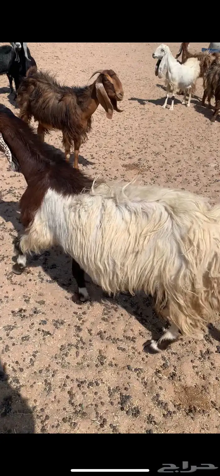 معزا دفيع مشاريك 1