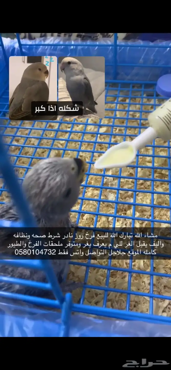 فرخ روز نادر 1