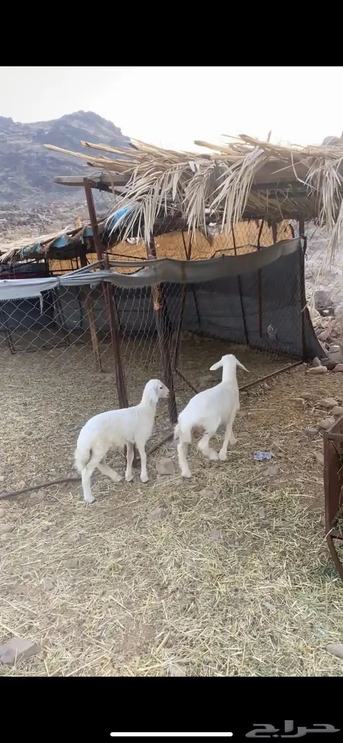 المدينة المنورة وادي الفرع. تم البيع 1