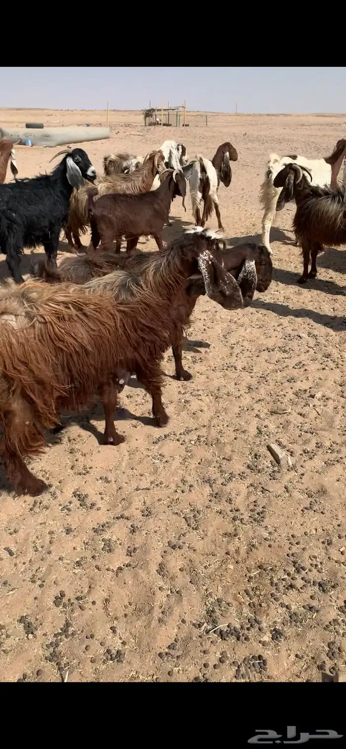 معزا دفيع مشاريك 10