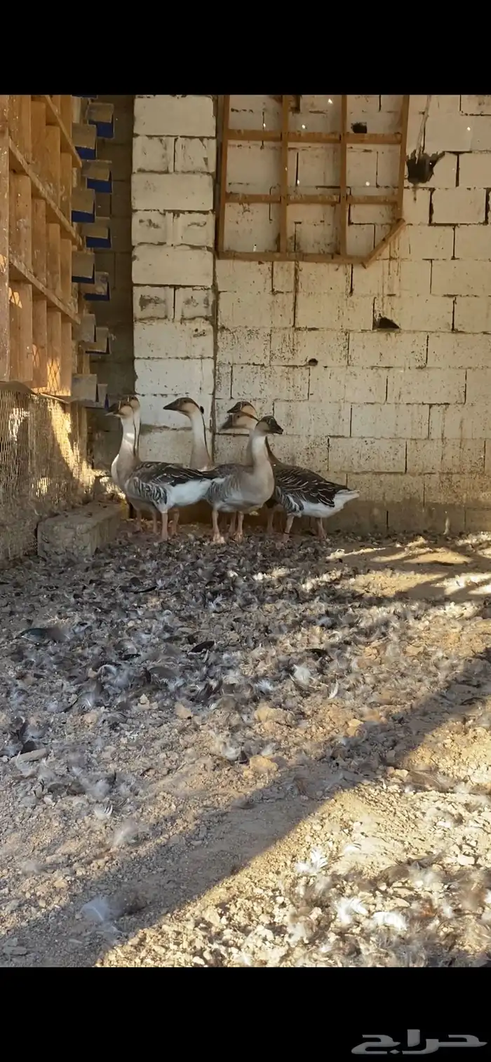 وز عراقي 0