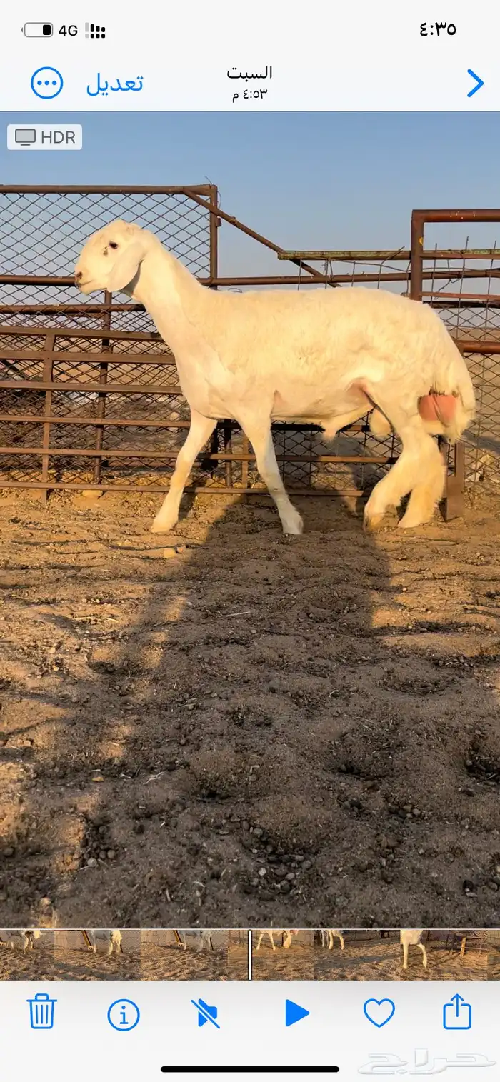 مشروع فحل حري 3