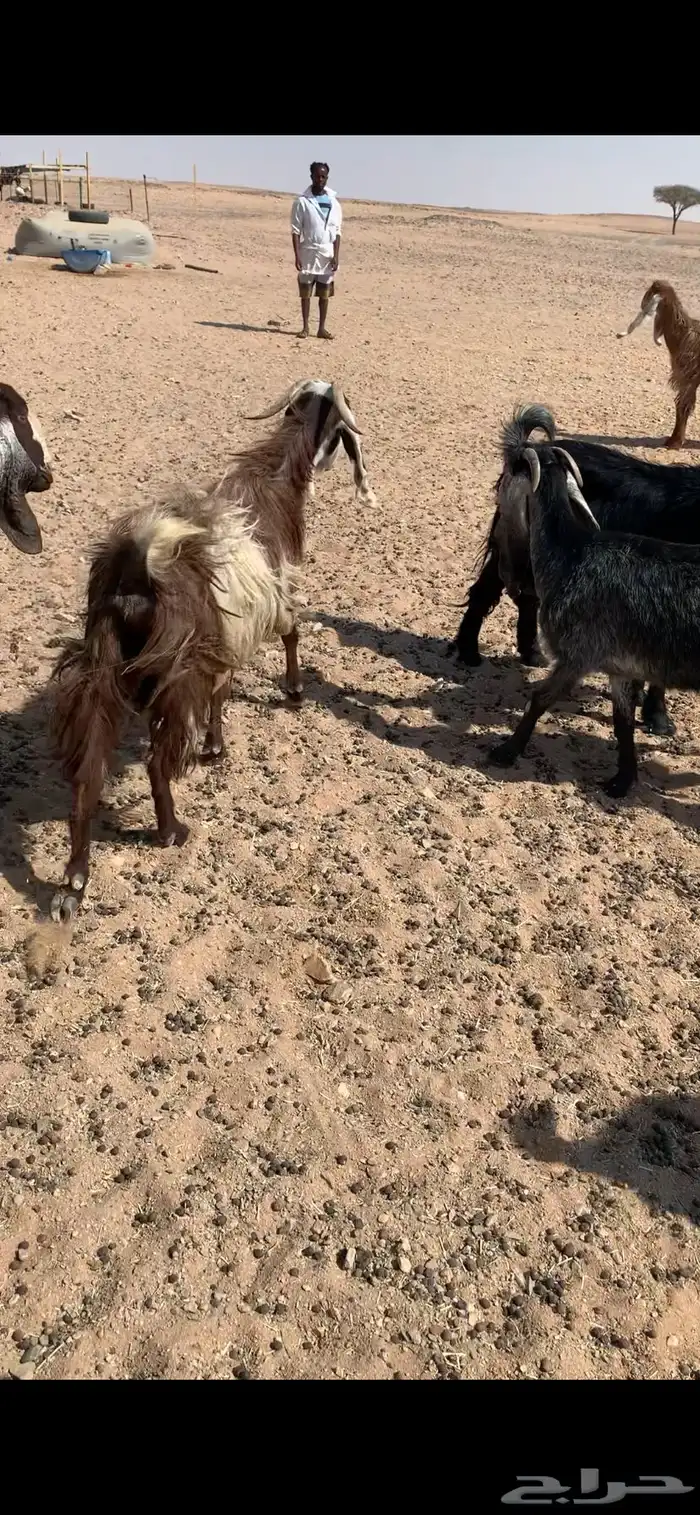 معزا دفيع مشاريك 5