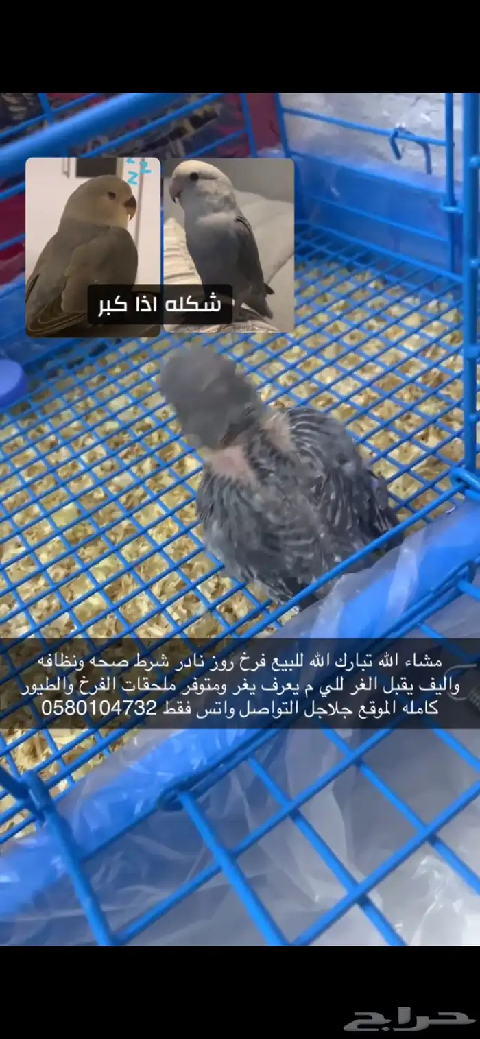 فرخ روز نادر 3