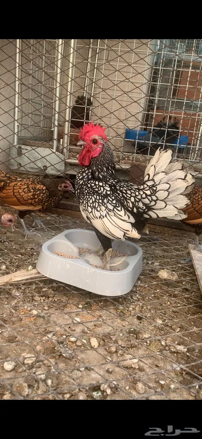 دجاج سبرايت 3
